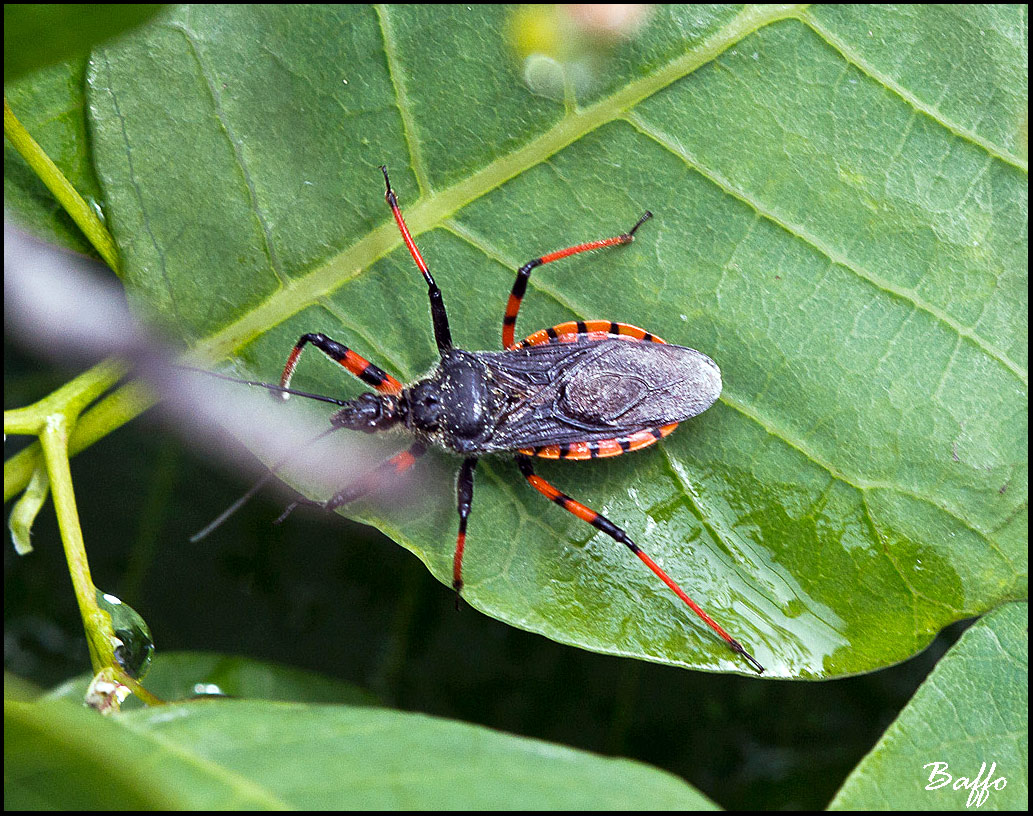 Reduviidae: Rhynocoris annulatus della Venezia Giulia (TS)